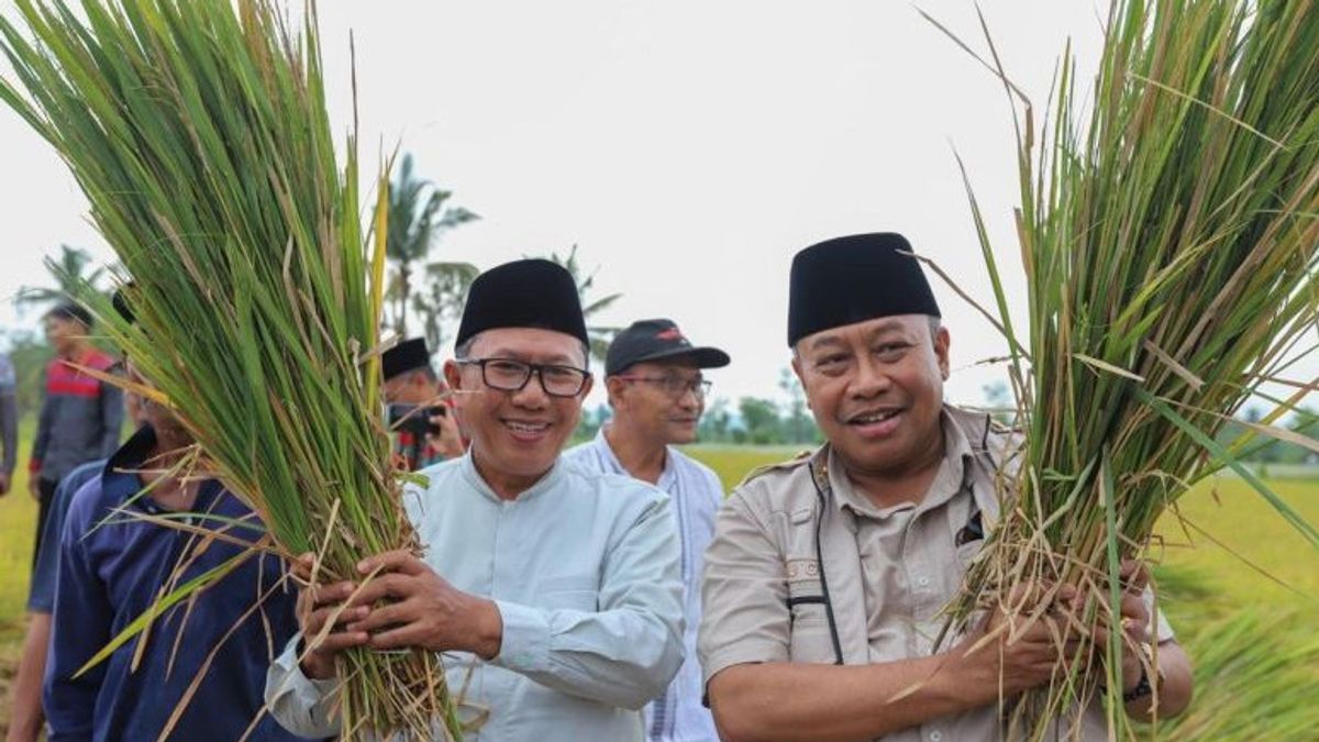 Pj Gubernur NTB Panen Raya di Lombok Timur, Pertahankan NTB Lumbung Beras Nasional